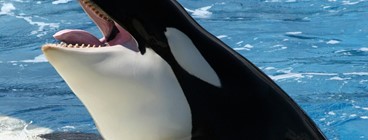 95977-orca-whale.jpg